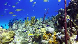 Isla Catalina