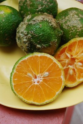 Limon Mandarina