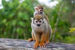 Monky Land (el reino de los monos)