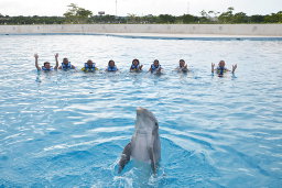 Experiencia con Delfines (nado e interaccion)
