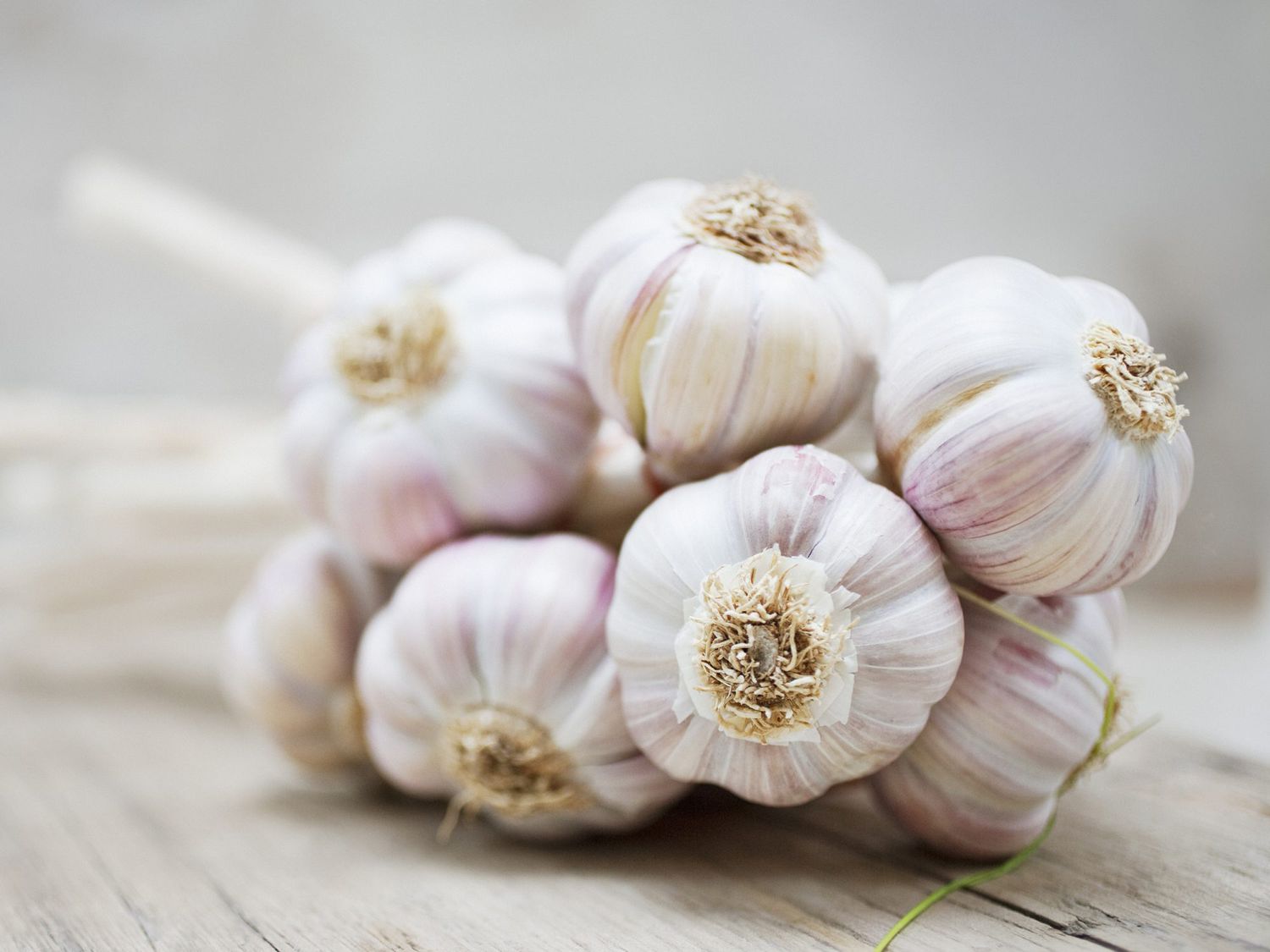 Garlic_0