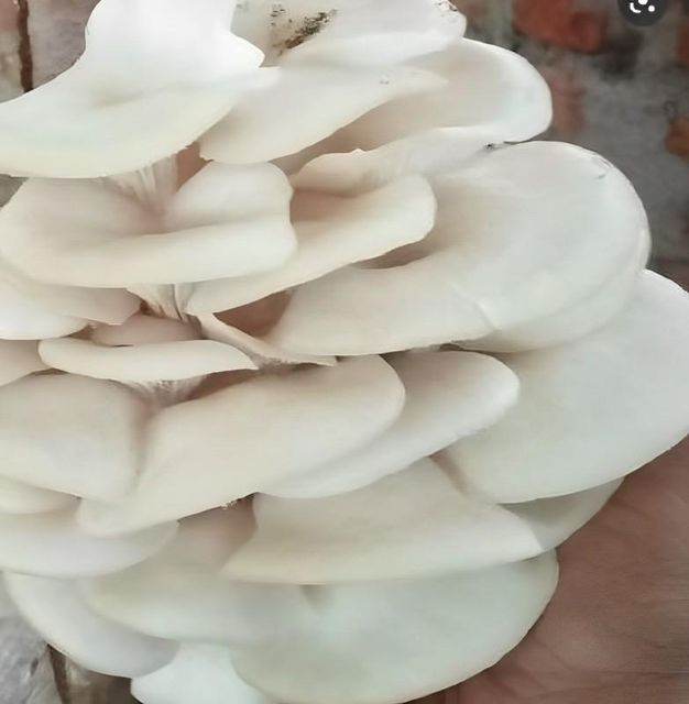 Mushroom Oyster_0