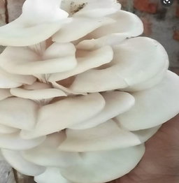 Mushroom Oyster