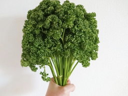 Perejil (1lb)
