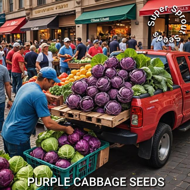 Red cabbage x 50+ organic seeds_1
