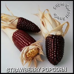 🌽STRAWBERRY POPCORN🌽 x 25 organic seeds