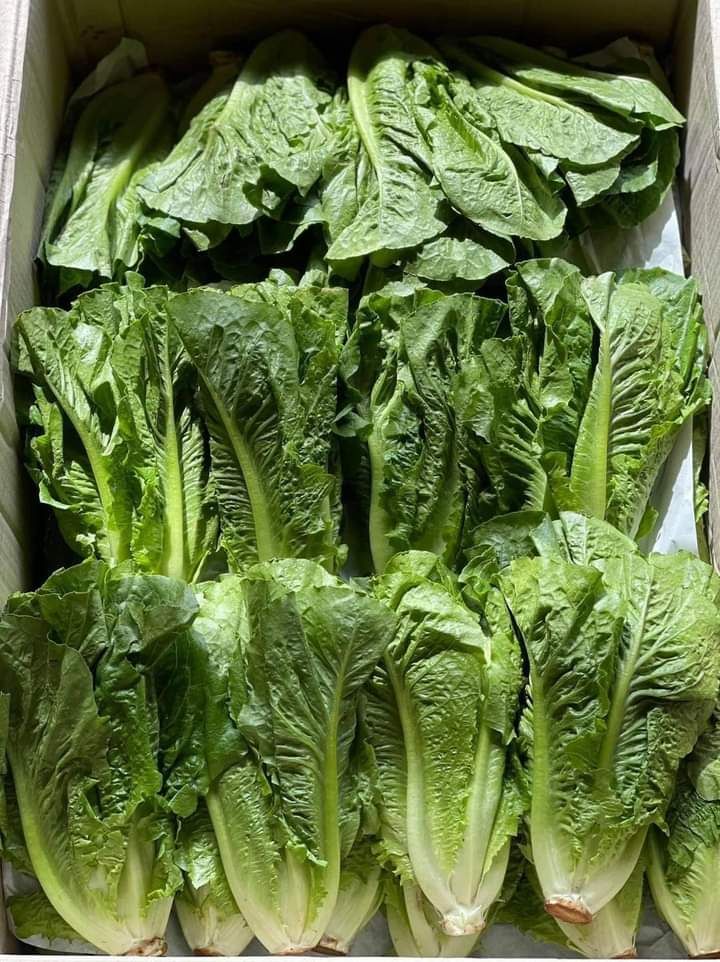 Lechuga Romana (Grande)_1