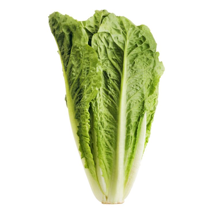 Lechuga Romana (Grande)_0