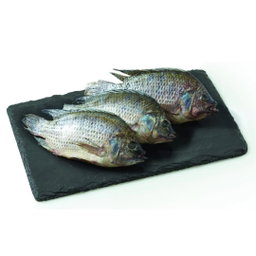 TALAPIA WHOLE GUTTED