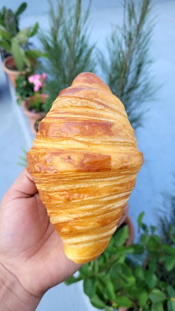Laminados 