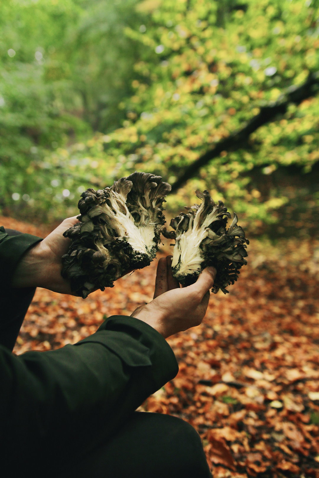 Paddestoelen - maitake 