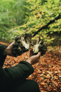 Paddestoelen - maitake 