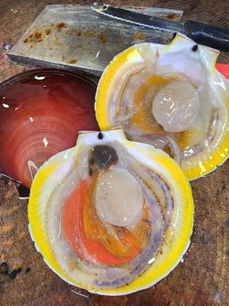 日本日月貝🐚（4隻⚠️）(約10~12兩)