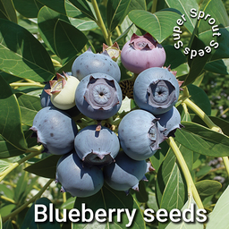 Blueberries x 50+ seeds