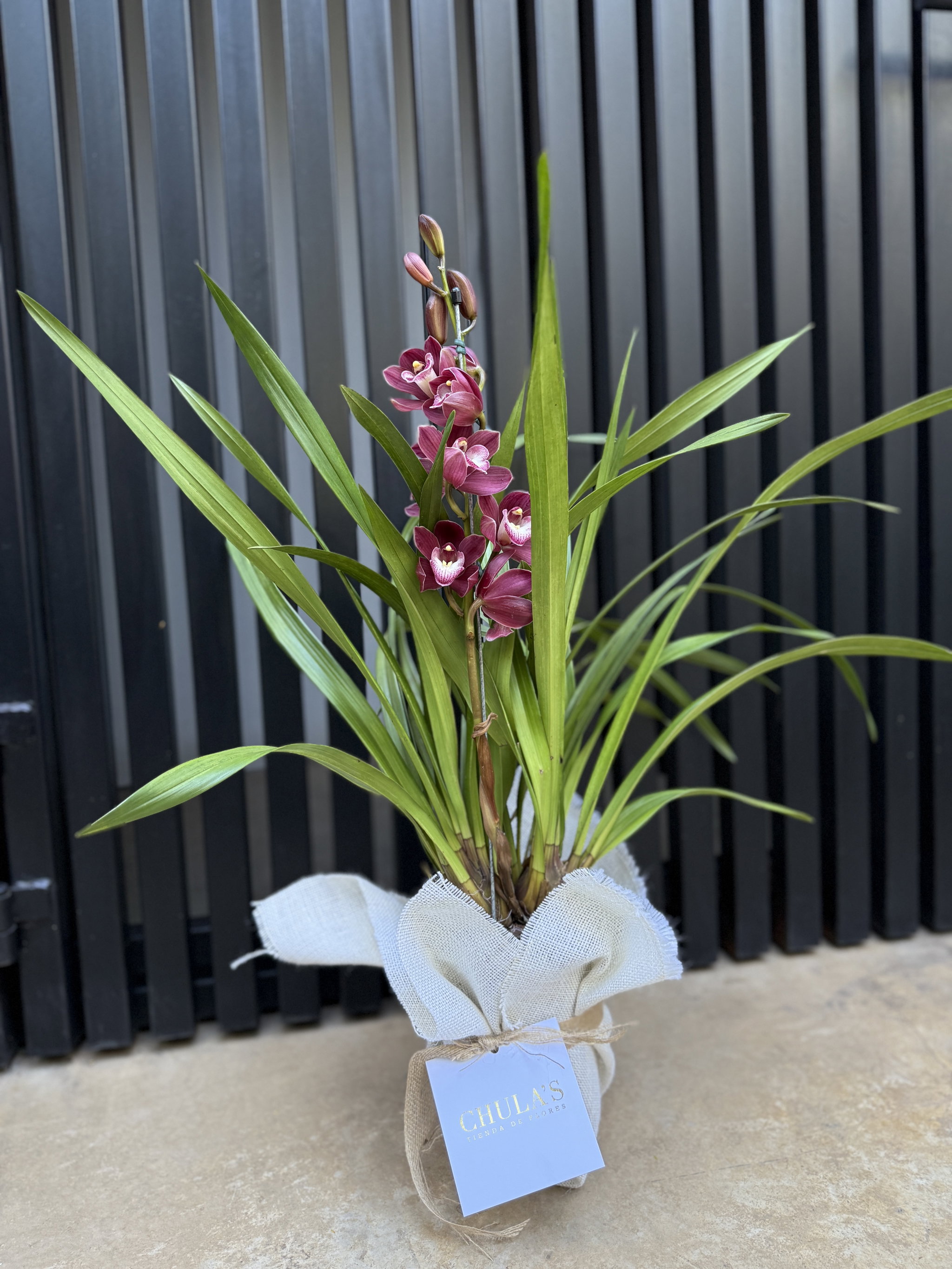 Orquídea cymbidium _0