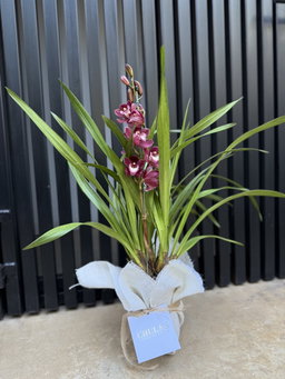 Orquídea cymbidium 