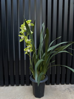 Orquídea cymbidium 