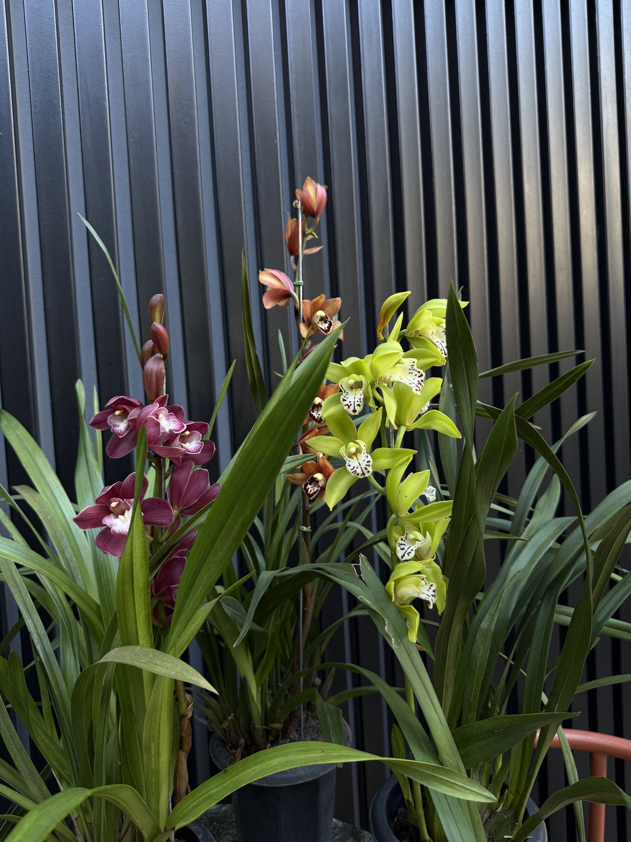 Orquídea cymbidium _1