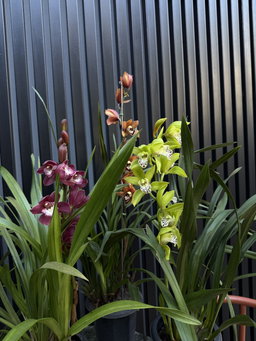 Orquídea cymbidium 