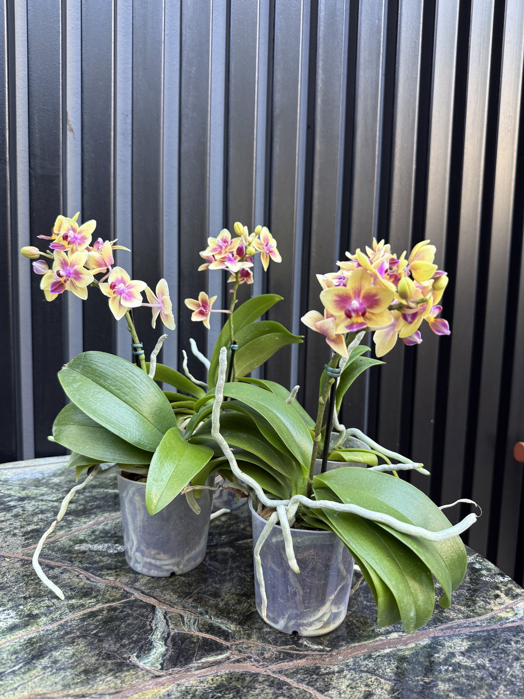 Orquídea phalenopsis mini