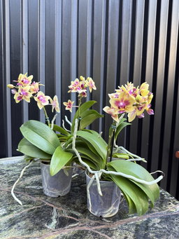 Orquídea phalenopsis mini