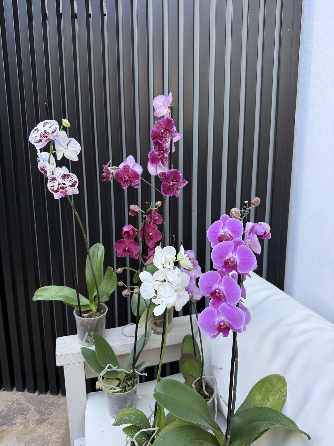 Orquídea phalenopsis