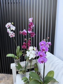 FLOREROS + FLORES / ORQUIDEAS