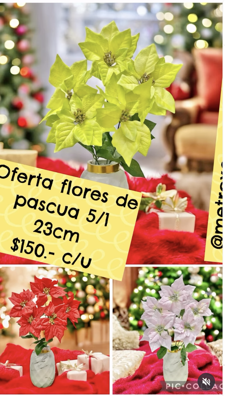 Oferta flores de pascua 5/1 (23cm)_0