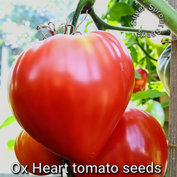 🍅OX HEART TOMATOES🍅 x 10+ seeds