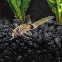 Long Fin Panda Corydoras (Small)