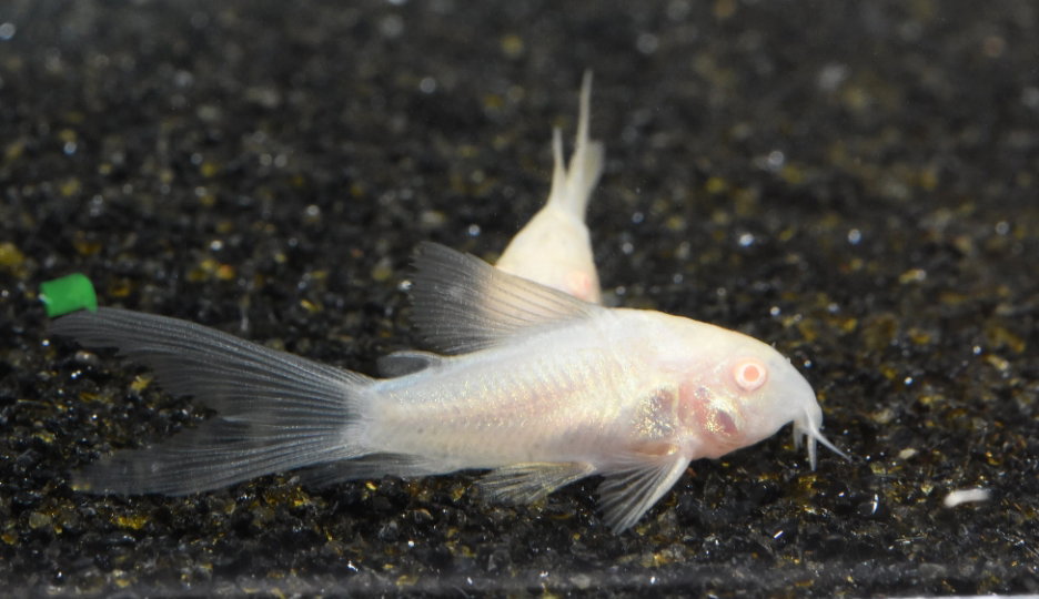 Long Fin Albino Cory (Small) _0