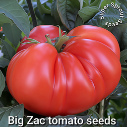 BIG ZAC GIANT TOMATO x 10 seeds