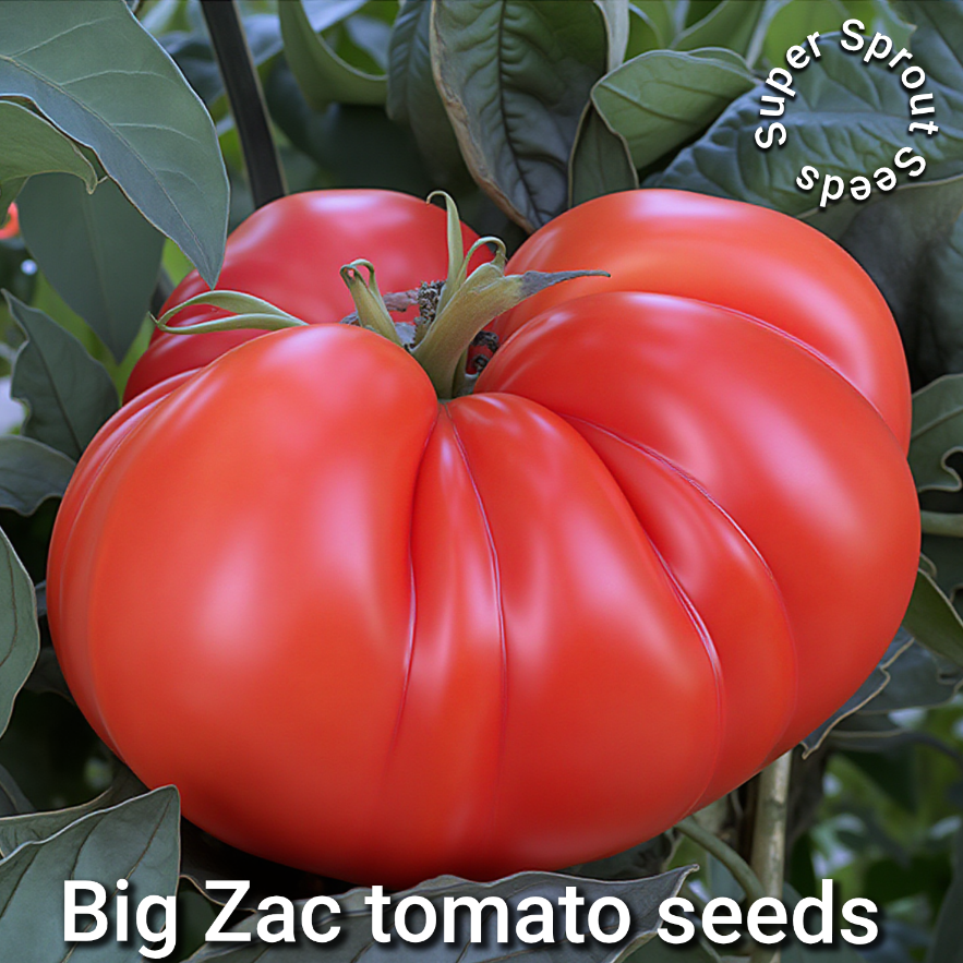 BIG ZAC GIANT TOMATO x 10 seeds_3