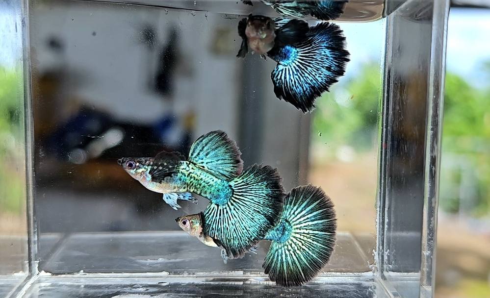 Blue / Green Dragon Guppy_0