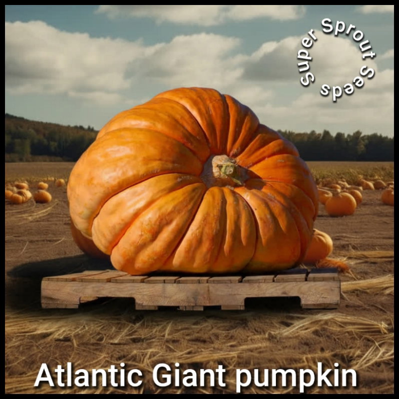 ATLANTIC GIANT PUMPKIN x 3 seeds