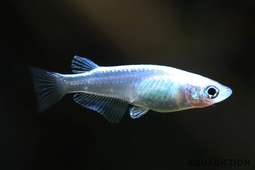 Medaka Rice Fish