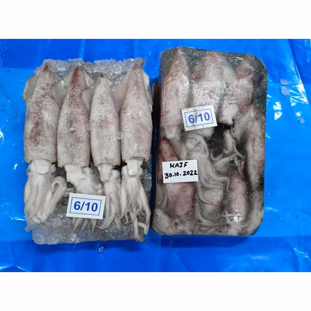 FROZEN SOTONG ( 2KG )  SIZE ( 20/40 , 10/20 , 6/10,  3/6 )_3