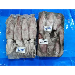 FROZEN SOTONG ( 2KG )  SIZE ( 20/40 , 10/20 , 6/10,  3/6 )
