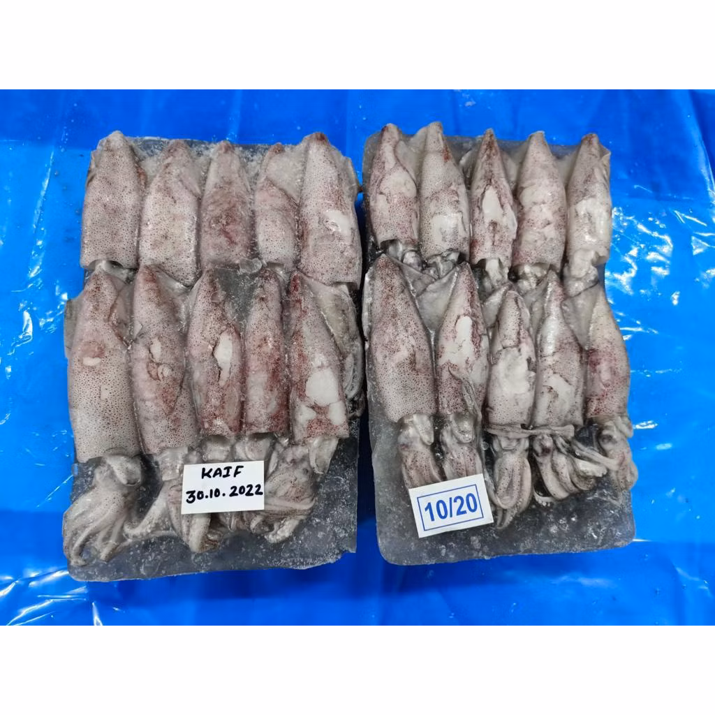 FROZEN SOTONG ( 2KG )  SIZE ( 20/40 , 10/20 , 6/10,  3/6 )_2