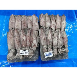 FROZEN SOTONG ( 2KG )  SIZE ( 20/40 , 10/20 , 6/10,  3/6 )