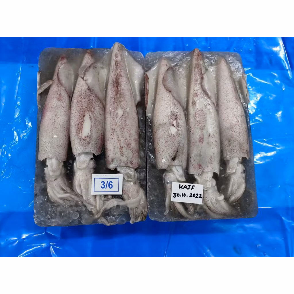 FROZEN SOTONG ( 2KG )  SIZE ( 20/40 , 10/20 , 6/10,  3/6 )_0