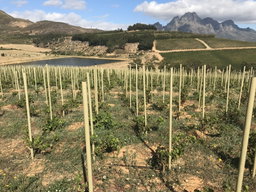 32mm Stok by Paal or Posted Vine Pole