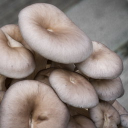 Fresh Mushrooms 