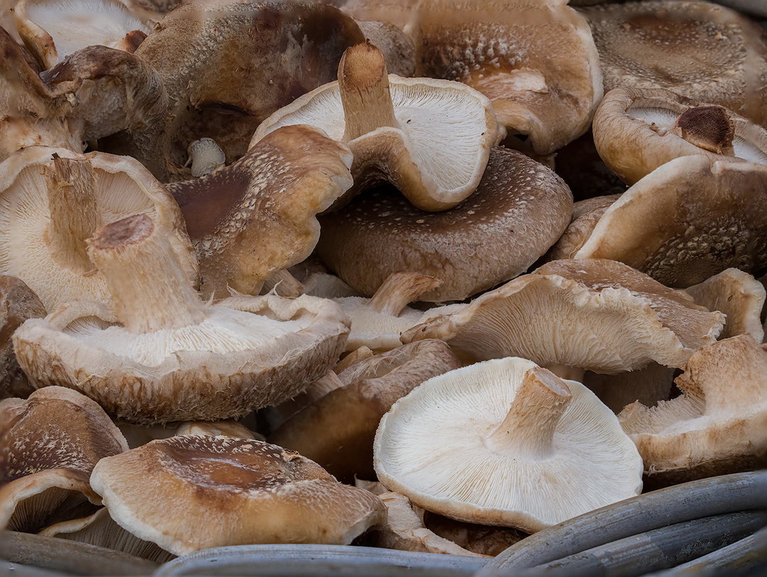 Shiitake 1500 gr