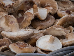 Shiitake 1500 gr