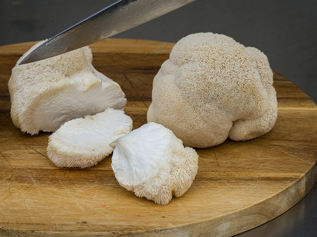 Lions Mane / pom pom blanc 1500 gr