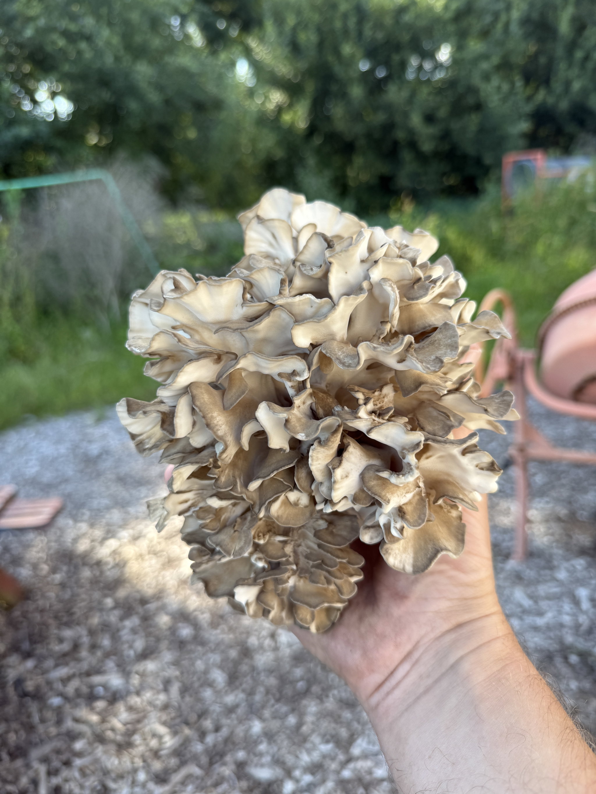 Maitake 1500 gr_0