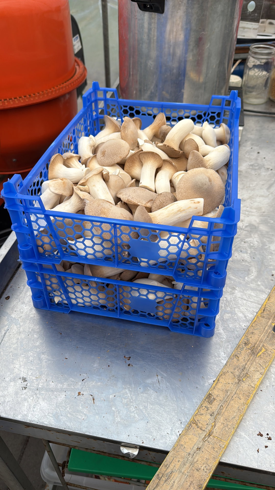 King Oyster / Eryngii 1500 gr 