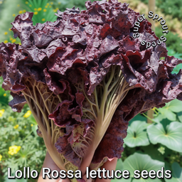 🌱LOLLO ROSSO LETTUCE🌱 x 25+ seeds