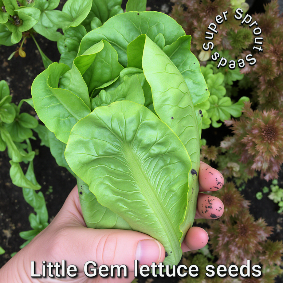 🌱LITTLE GEM LETTUCE🌱 x 25+ seeds_2